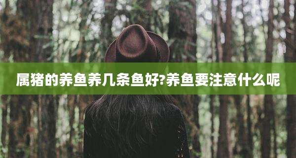 属猪的养鱼养几条鱼好?养鱼要注意什么呢