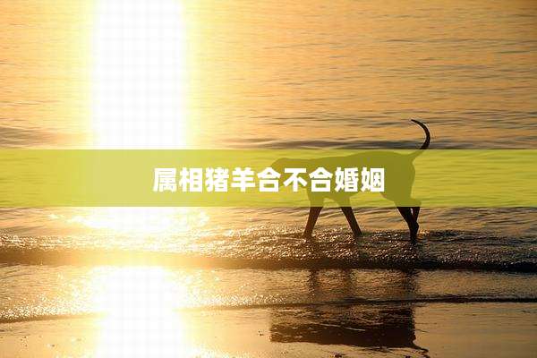 属相猪羊合不合婚姻