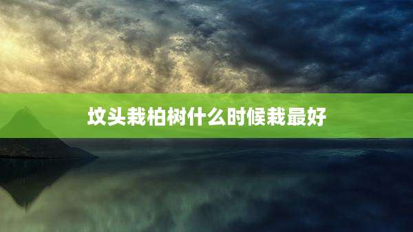 坟头栽柏树什么时候栽最好