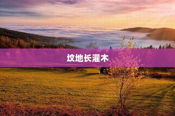 坟地长灌木
