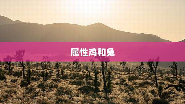 属性鸡和兔