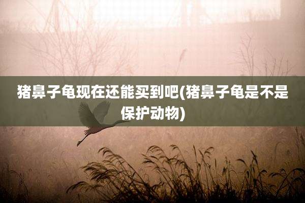 猪鼻子龟现在还能买到吧(猪鼻子龟是不是保护动物)