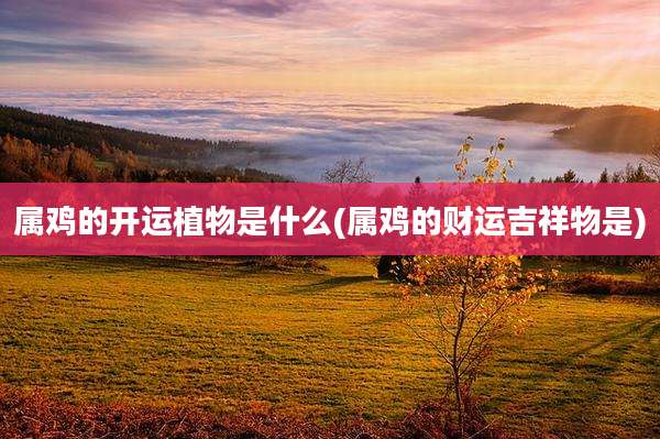属鸡的开运植物是什么(属鸡的财运吉祥物是)