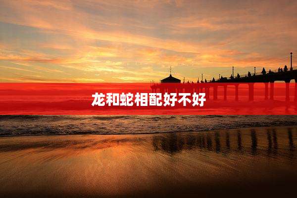 龙和蛇相配好不好