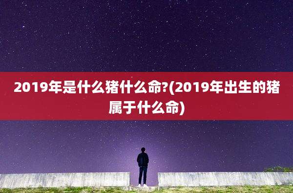 2019年是什么猪什么命?(2019年出生的猪属于什么命)