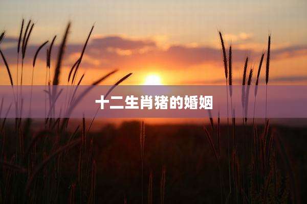 十二生肖猪的婚姻
