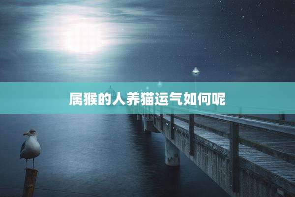 属猴的人养猫运气如何呢