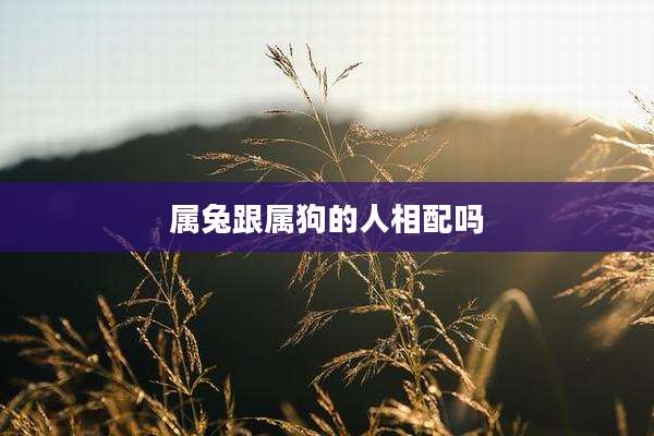 属兔跟属狗的人相配吗