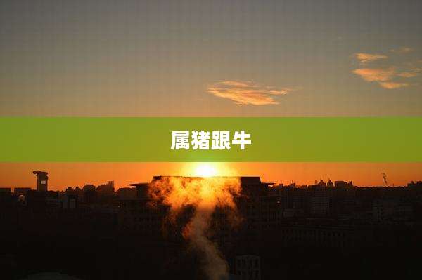 属猪跟牛