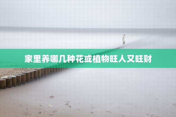 家里养哪几种花或植物旺人又旺财