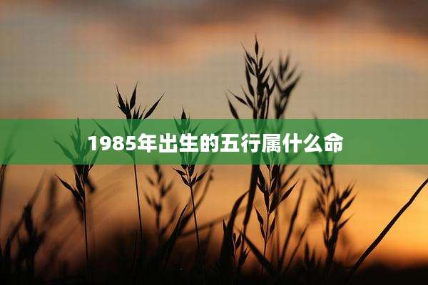 1985年出生的五行属什么命