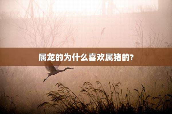 属龙的为什么喜欢属猪的?