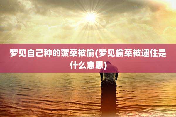 梦见自己种的菠菜被偷(梦见偷菜被逮住是什么意思)