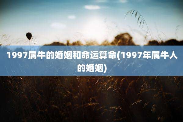 1997属牛的婚姻和命运算命(1997年属牛人的婚姻)