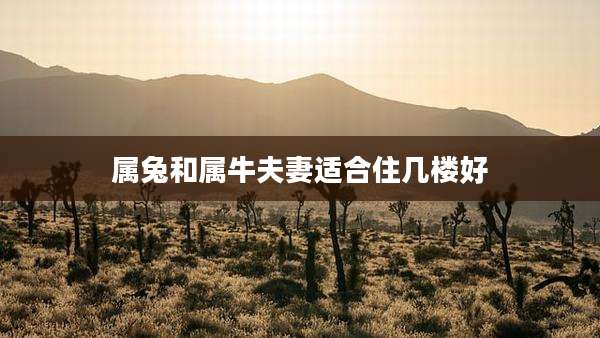 属兔和属牛夫妻适合住几楼好