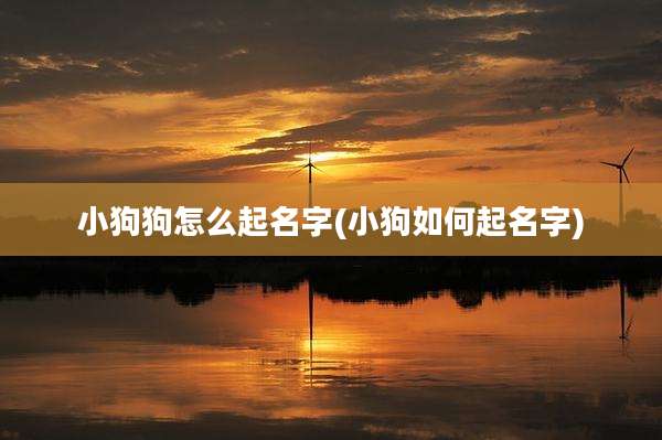 小狗狗怎么起名字(小狗如何起名字)