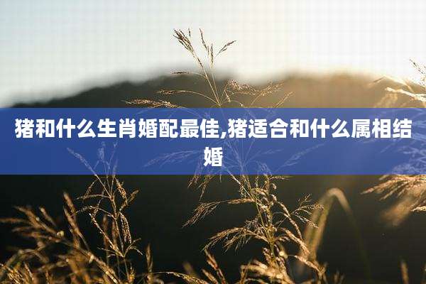 猪和什么生肖婚配最佳,猪适合和什么属相结婚