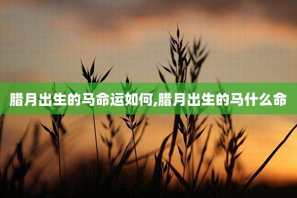 腊月出生的马命运如何,腊月出生的马什么命