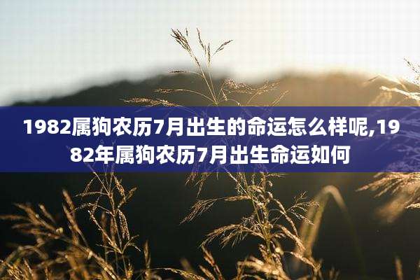 1982属狗农历7月出生的命运怎么样呢,1982年属狗农历7月出生命运如何