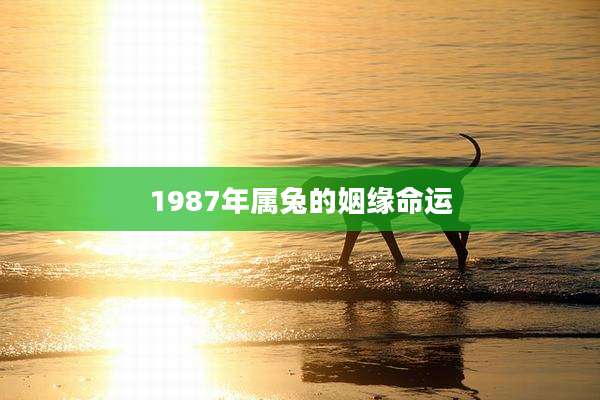 1987年属兔的姻缘命运