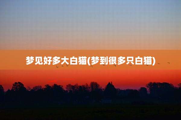 梦见好多大白猫(梦到很多只白猫)