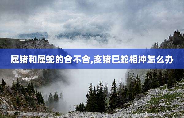 属猪和属蛇的合不合,亥猪巳蛇相冲怎么办