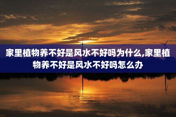 家里植物养不好是风水不好吗为什么,家里植物养不好是风水不好吗怎么办