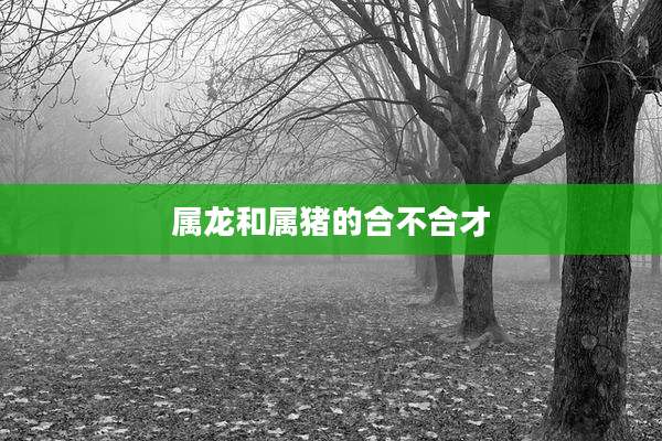属龙和属猪的合不合才