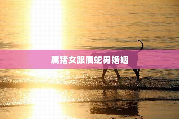 属猪女跟属蛇男婚姻