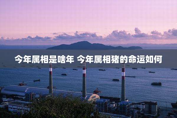 今年属相是啥年 今年属相猪的命运如何