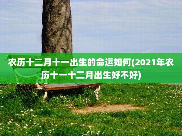 农历十二月十一出生的命运如何(2021年农历十一十二月出生好不好)