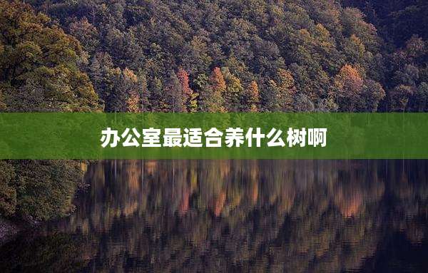 办公室最适合养什么树啊