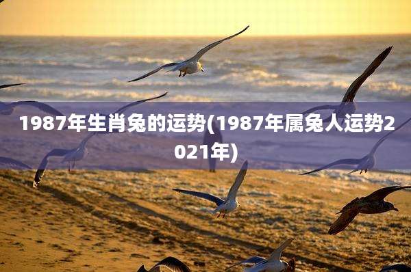 1987年生肖兔的运势(1987年属兔人运势2021年)