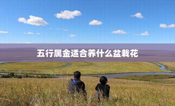 五行属金适合养什么盆栽花