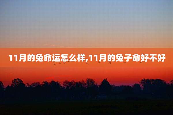 11月的兔命运怎么样,11月的兔子命好不好