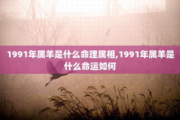 1991年属羊是什么命理属相,1991年属羊是什么命运如何