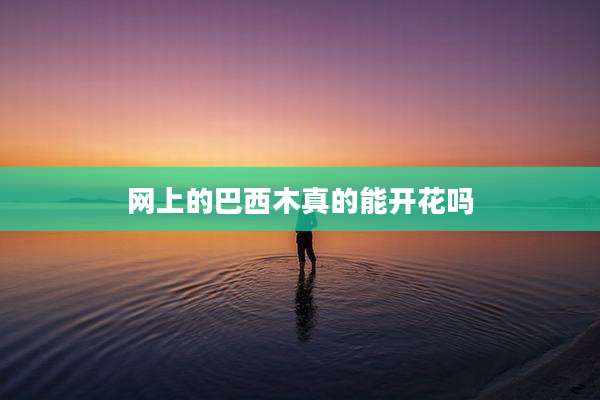 网上的巴西木真的能开花吗