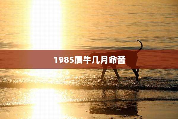 1985属牛几月命苦