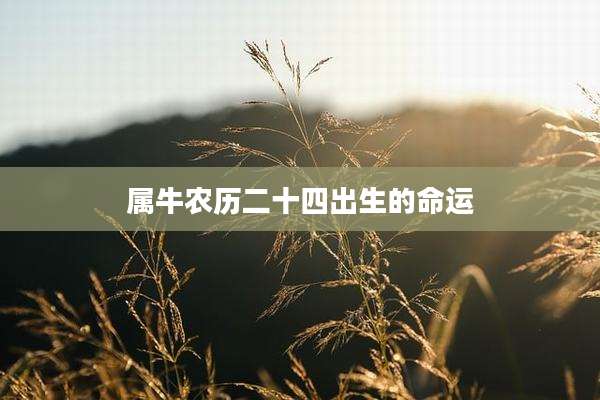 属牛农历二十四出生的命运