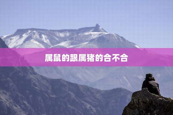 属鼠的跟属猪的合不合