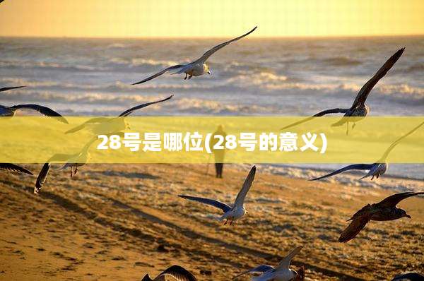 28号是哪位(28号的意义)