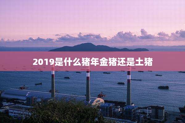 2019是什么猪年金猪还是土猪