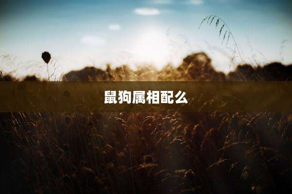 鼠狗属相配么