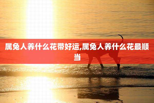 属兔人养什么花带好运,属兔人养什么花最顺当