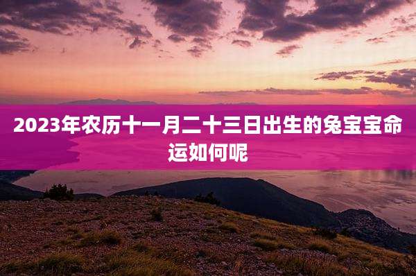2023年农历十一月二十三日出生的兔宝宝命运如何呢