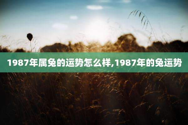 1987年属兔的运势怎么样,1987年的兔运势