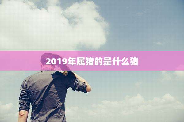 2019年属猪的是什么猪