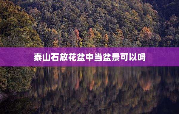 泰山石放花盆中当盆景可以吗