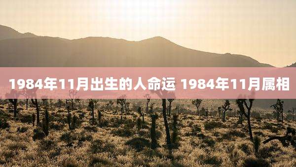 1984年11月出生的人命运 1984年11月属相