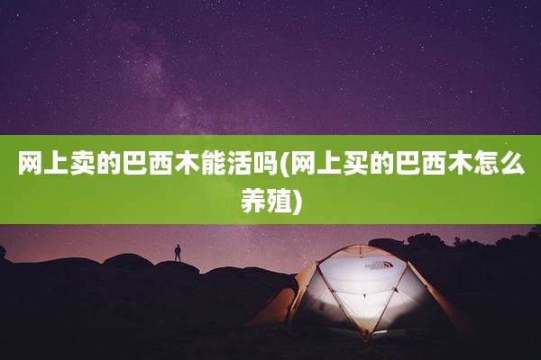 网上卖的巴西木能活吗(网上买的巴西木怎么养殖)